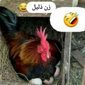 مینا