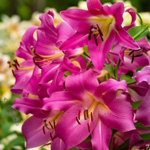 کنکور 1402 نوبت دی ماه