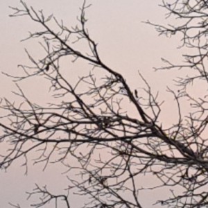 شادی