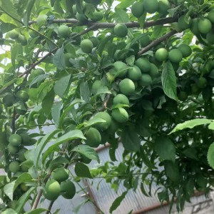 فاطمه