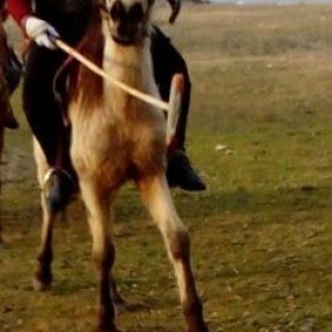 مهناز