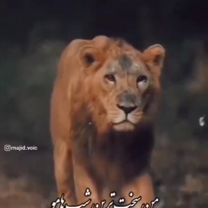 هــــــــرمان a