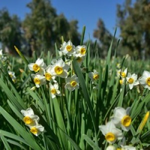 علی