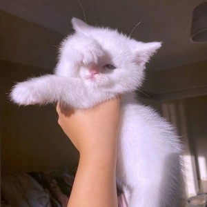 پری‌آ