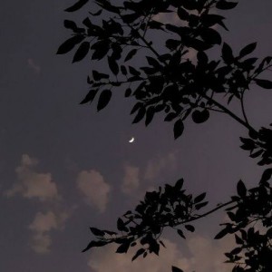 بهار