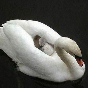 سوسن