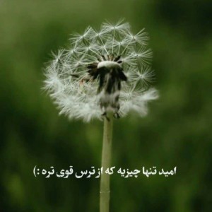 نرجس ♡