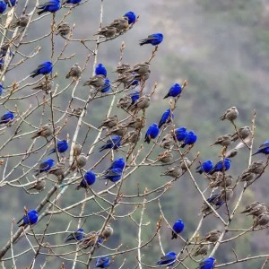 Mohtaram
